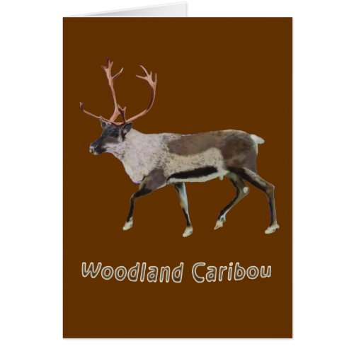 Woodland Caribou