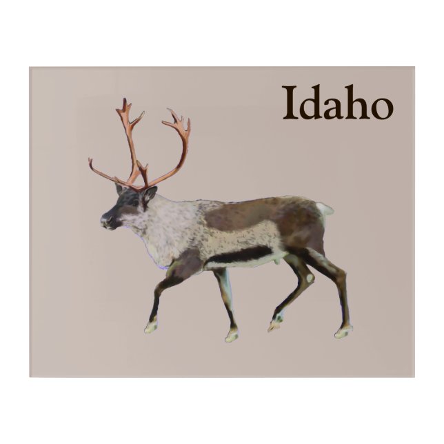 Woodland Caribou Acrylic Print (Front)