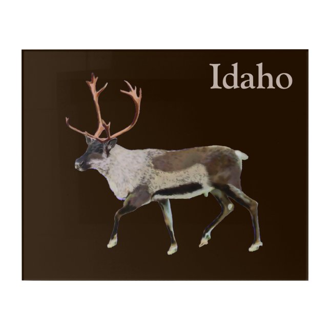 Woodland Caribou Acrylic Print (Front)