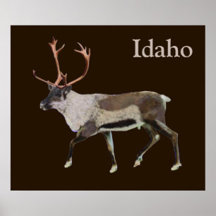 Woodland Caribou Poster