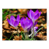 Woodland Crocuses (Front Horizontal)