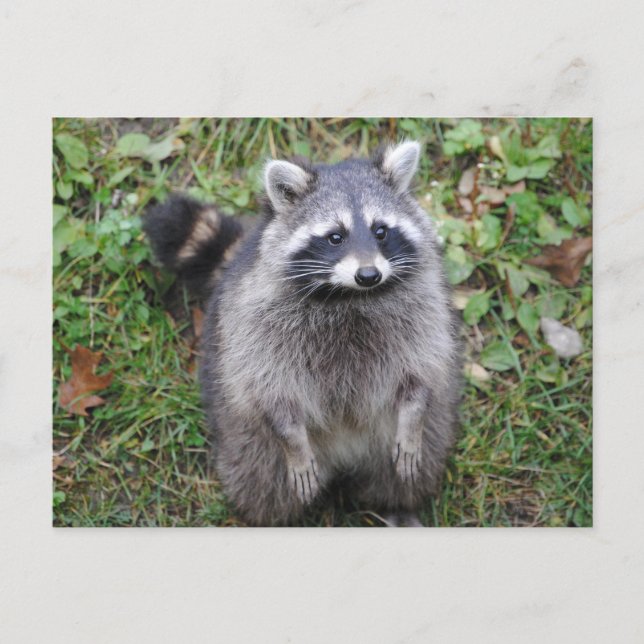 Woodland Cute Raccoon Photography Postcard (Front)