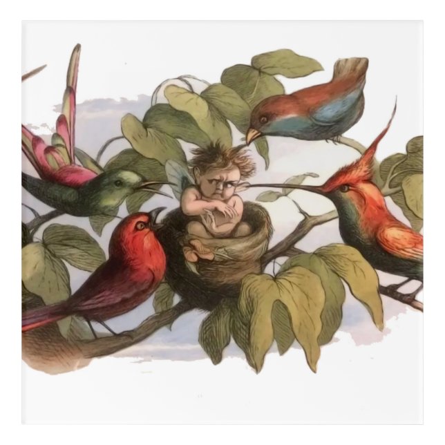 Woodland Elf in Nest: Antique Bird Sprite Fairy Acrylic Print (Front)