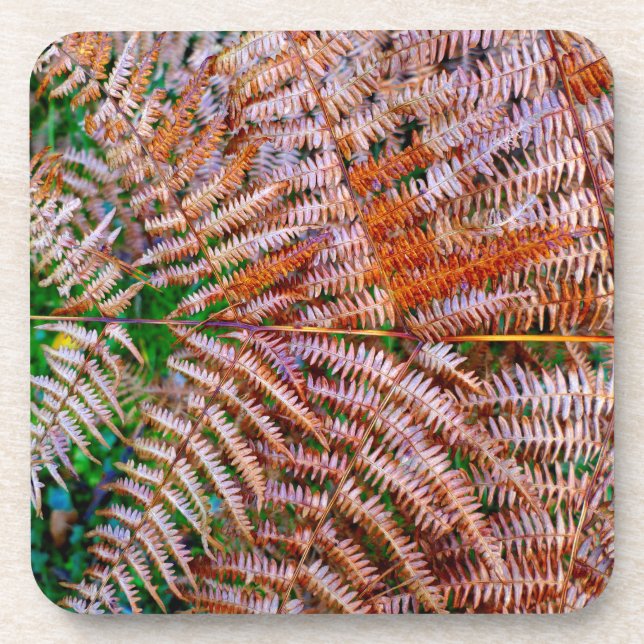 Woodland Ferns Beverage Coaster (Front)