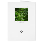 Woodland Floor (Back)