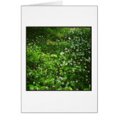 Woodland Floor (Front)