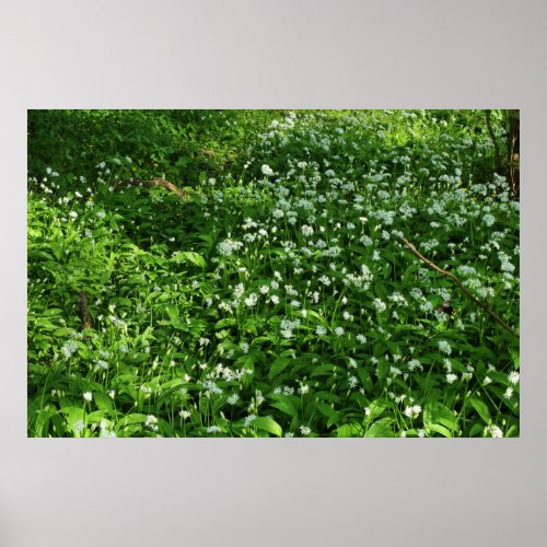 Woodland Flowers Poster