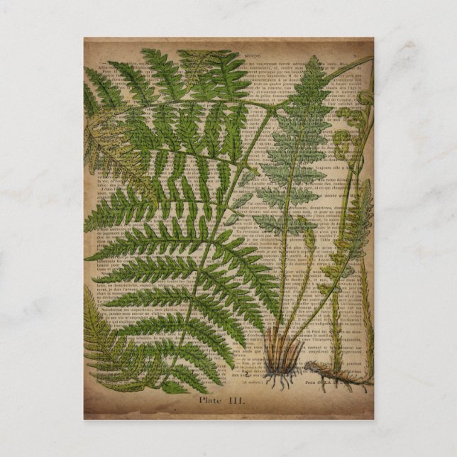 woodland foliage french botanical print fern postcard (Front)
