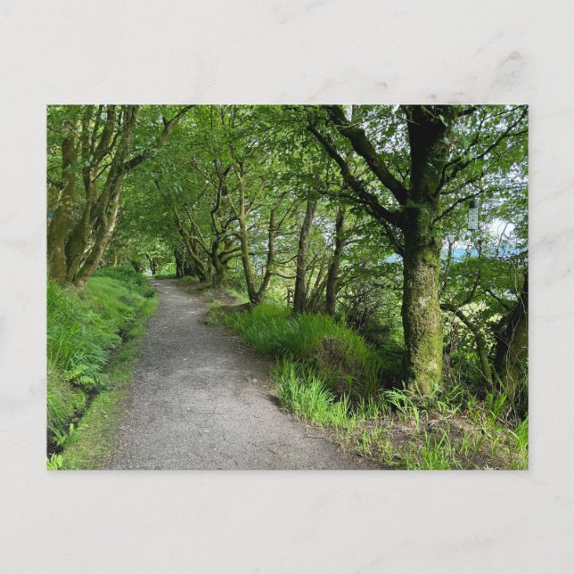 Woodland Footpath on Isle of Bute Scotland on a Holiday Postcard (Front)