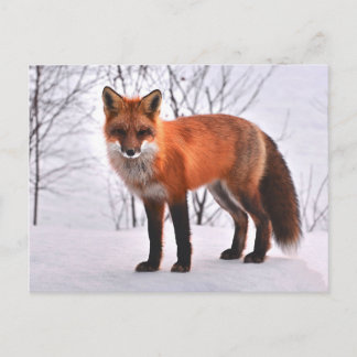 woodland fox postcard
