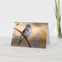 Woodland kingfisher, Botswana