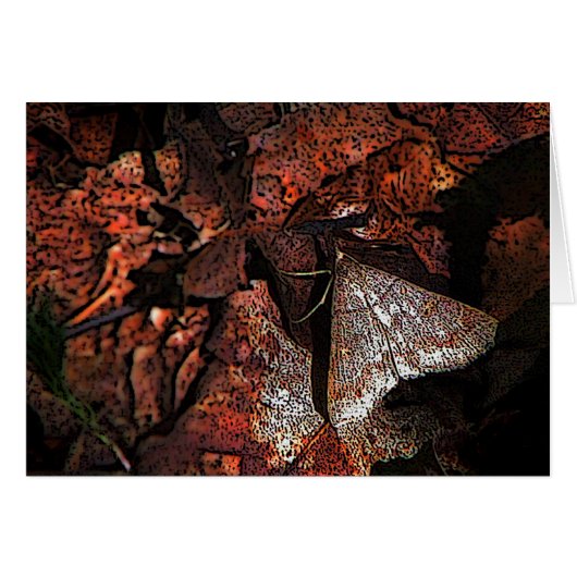 Woodland Moth (Front Horizontal)