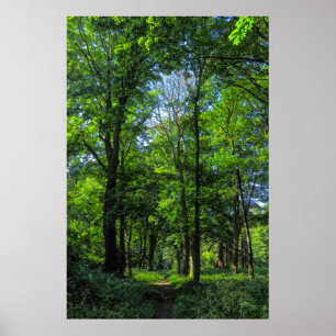 Woodland Path. Blackweir Woods, Cardiff, Wales. Poster