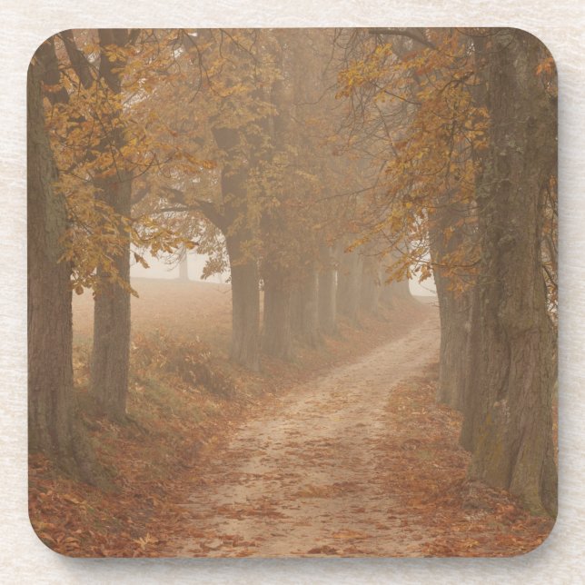Woodland Path Lined by Autumn Trees Beverage Coaster (Front)