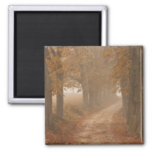 Woodland Path Lined by Autumn Trees Photo Magnet