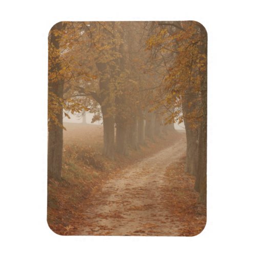 Woodland Path Lined by Autumn Trees Photo Magnet