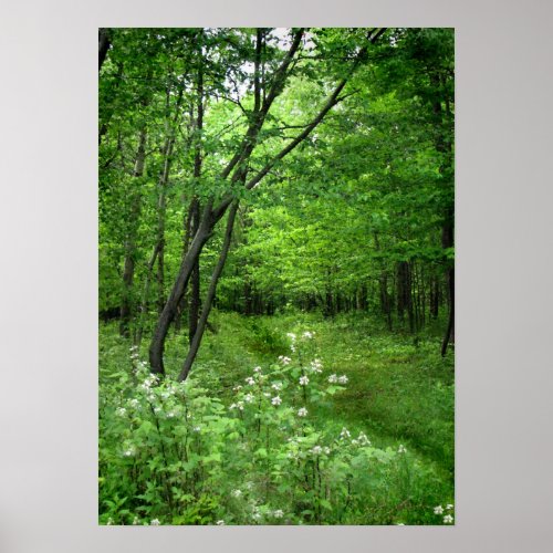 Woodland Path Poster