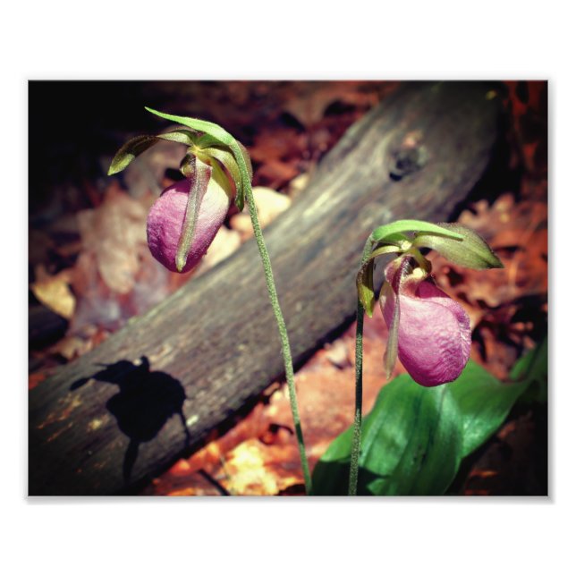 Woodland Pink Wild Lady Slipper Orchid Flower 8x10 Photo Print (Front)