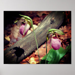 Woodland Pink Wild Lady Slipper Orchid Flowers Poster