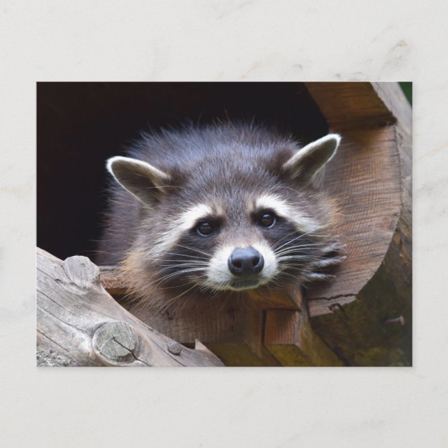 Woodland Raccoon Photography Postcard (Front)