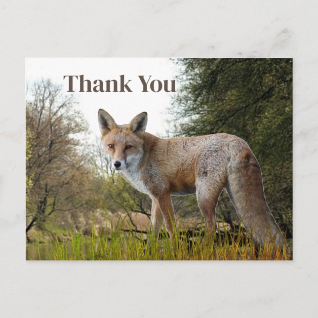 Woodland Red Fox Thank You Postcard (Front)