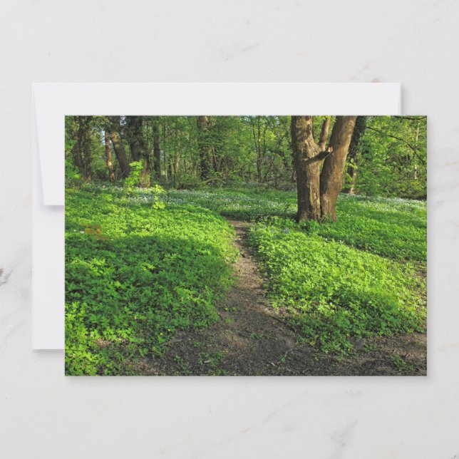 Woodland Scene. Blackweir Woods, Cardiff Card (Front)
