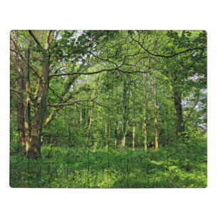 Woodland Scene. Blackweir Woods, Cardiff Jigsaw Puzzle