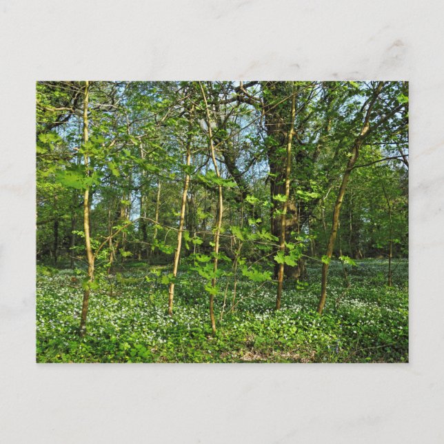 Woodland Scene. Blackweir Woods, Cardiff Postcard (Front)