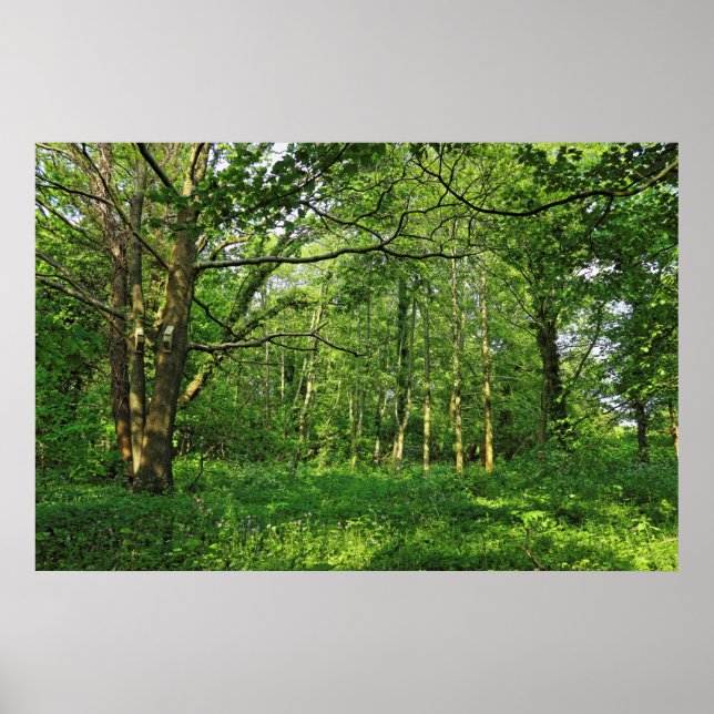 Woodland Scene. Blackweir Woods, Cardiff Poster (Front)