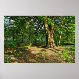 Woodland Scene. Blackweir Woods, Cardiff Poster