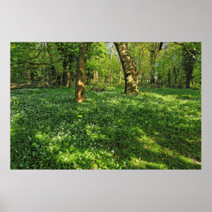 Woodland Scene. Blackweir Woods, Cardiff Poster