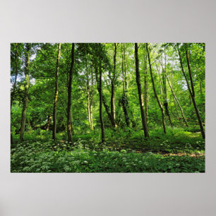 Woodland Scene. Blackweir Woods, Cardiff Poster
