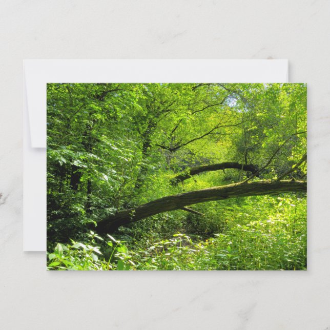 Woodland Scene Card (Front)