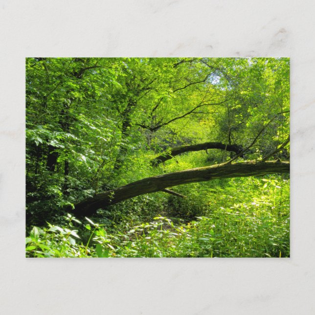 Woodland Scene Postcard (Front)