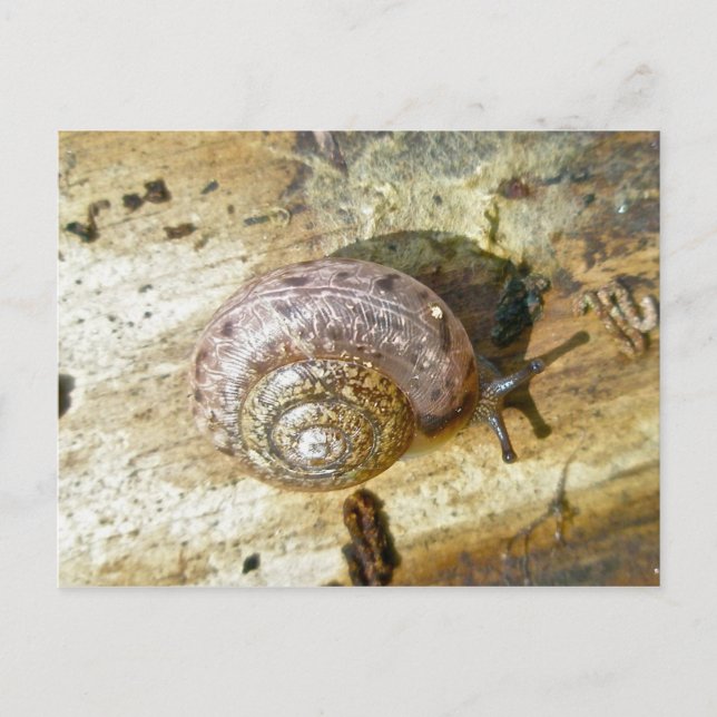 Woodland Snail Postcard (Front)