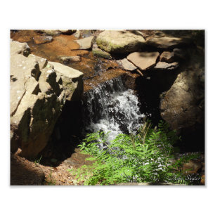 Woodland Stream Photo Print