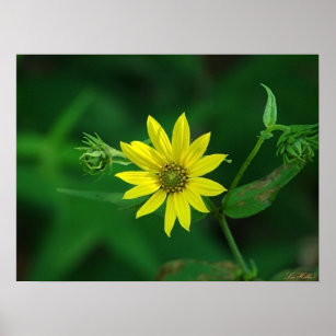 Woodland Sunflower Wildflowers Poster