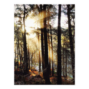 Woodland sunrise landscape, poster