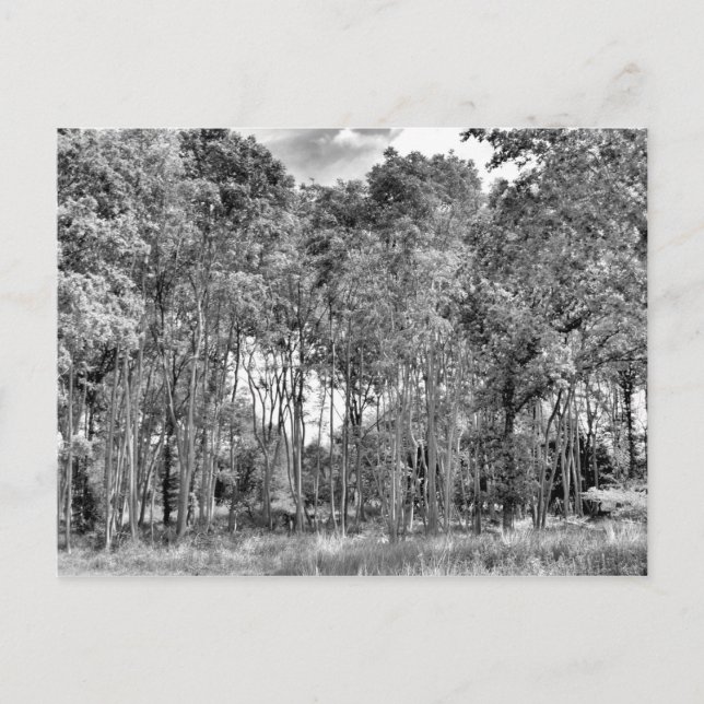 Woodland Walk Postcard (Front)