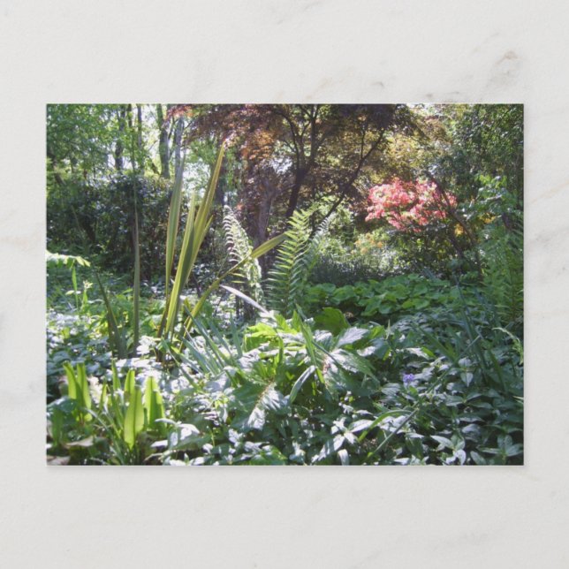 Woodland Walk Postcard (Front)