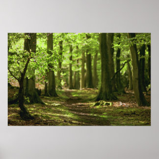 Woodland Walk Poster