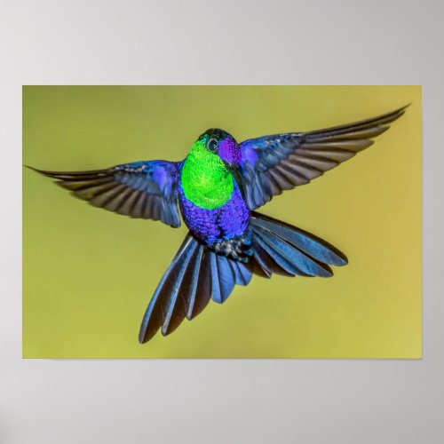 Woodnymph Hummingbird Flying Wings Wide Open Poster