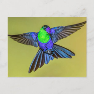 Woodnymph Hummingbird in Flight Pose Postcard