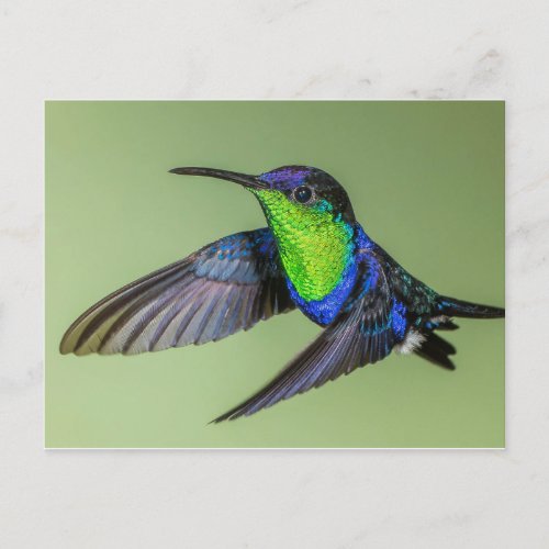 Woodnymph Hummingbird Postcard