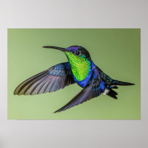 Woodnymph Hummingbird Poster