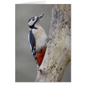 Woodpecker (Front)
