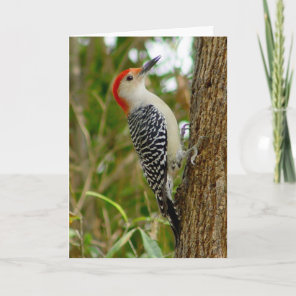 Woodpecker Bird Card