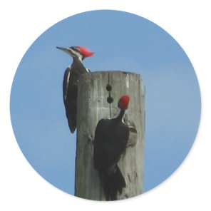 Woodpecker Birds on a Pole Classic Round Sticker