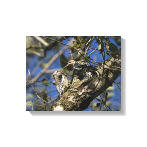 Woodpecker Canvas Print