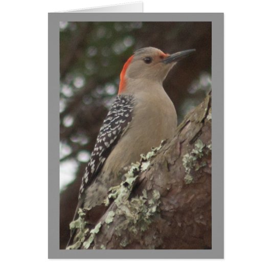 Woodpecker Card (Front)